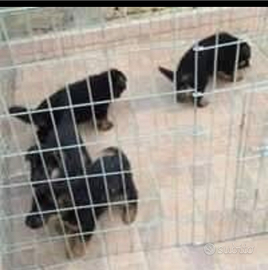 Cuccioli di Pastore Tedesco