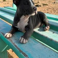 Cuccioli di Amstaff