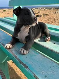 Cuccioli di Amstaff