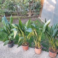 Piante sempreverdi in vaso