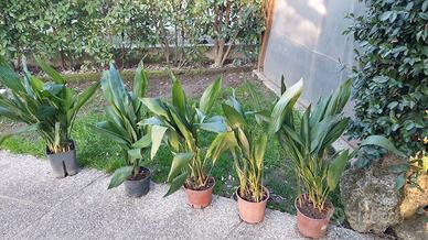 Piante sempreverdi in vaso