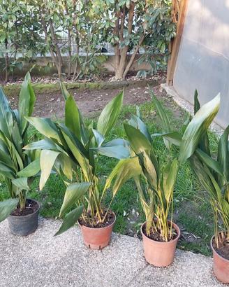 Piante sempreverdi in vaso