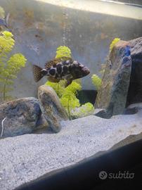 Nimbochromis malawi