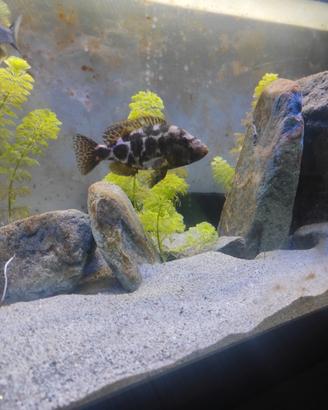 Nimbochromis malawi