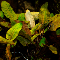 Pianta Cryptocoryne Bullosa