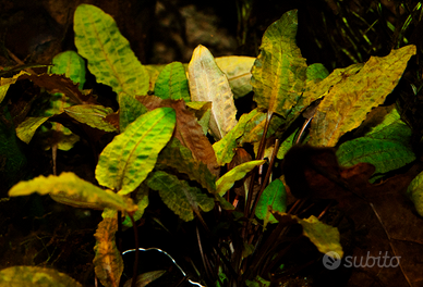 Pianta Cryptocoryne Bullosa