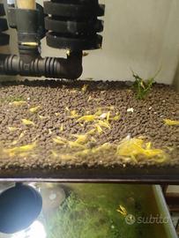 Caridine giallo