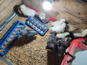 Pulcini moroseta brahma marans nero e splash