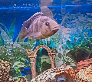 Ciclide africano adulto