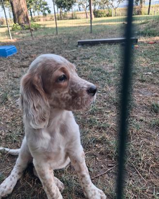 Cuccioli Setter Inglese disponibili