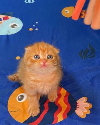 Scottish fold