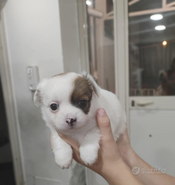 Cuccioli di chihuahua a pelo lungo