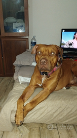 Pitbull red nose per monta