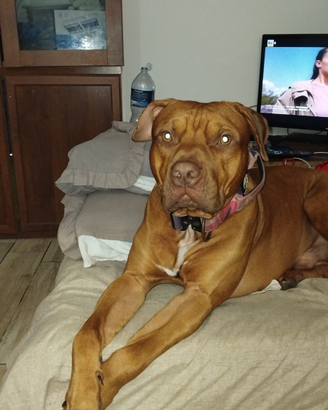 Pitbull red nose per monta