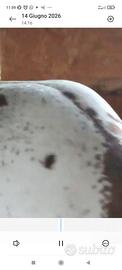 Cavallo Appaloosa Stallone Maschio