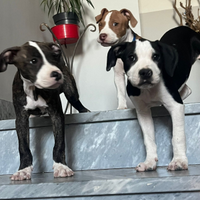 Ultime 2 cucciole di pittbull