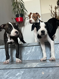Ultime 2 cucciole di pittbull