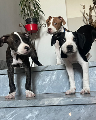 Ultime 2 cucciole di pittbull