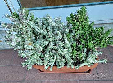 Euphorbia Mamillaris Variegata