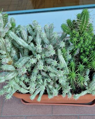 Euphorbia Mamillaris Variegata