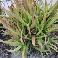 piante di aloe vera in vaso