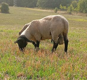 montone suffolk