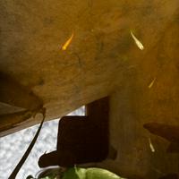 Medaka (Oryzias latipes) pesce del riso