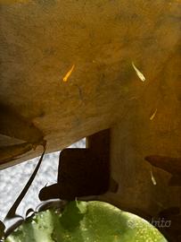 Medaka (Oryzias latipes) pesce del riso