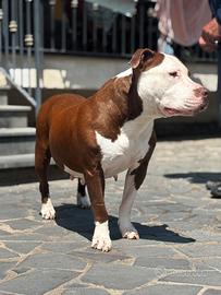 American Pitbull