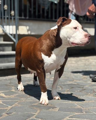 American Pitbull