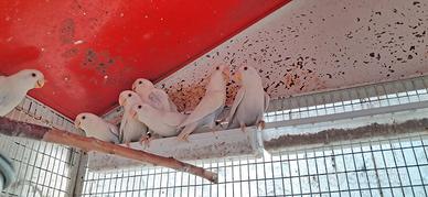 Inseparabili roseicollis maschi