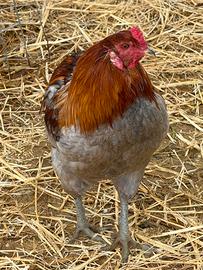 Gallo Araucana