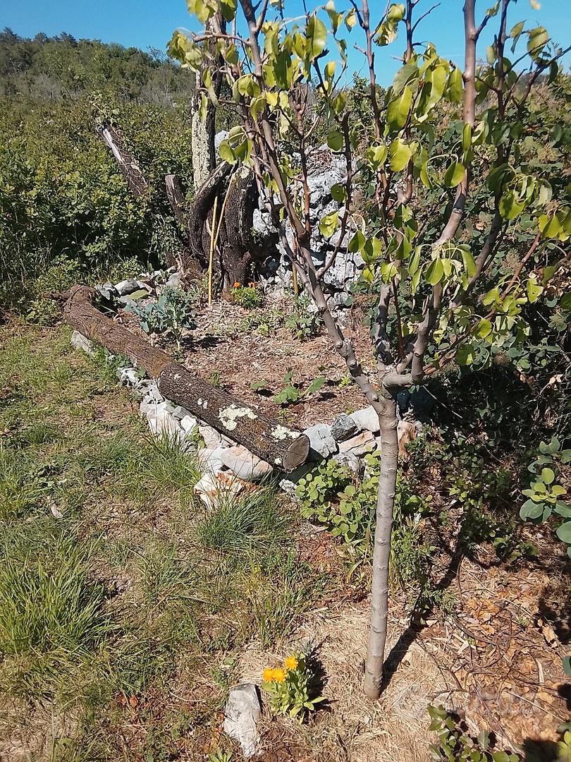TERRENO 1250 mq recintato a San Michele del Carso - Vista 4