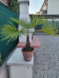 Pianta in vaso