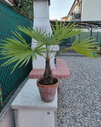Pianta in vaso