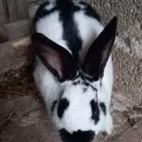 Conigli papillon, california