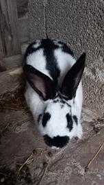 Conigli papillon, california