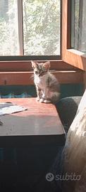 Gatti2/3 mesi
