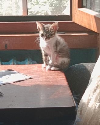 Gatti2/3 mesi