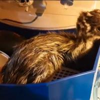 Disponubili pulcini di emu