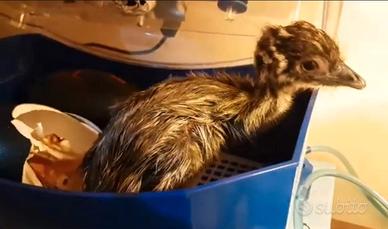 Disponubili pulcini di emu