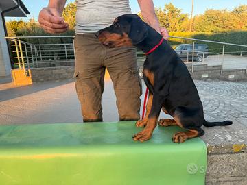 Dobermann alta genealogia