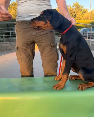 Dobermann alta genealogia