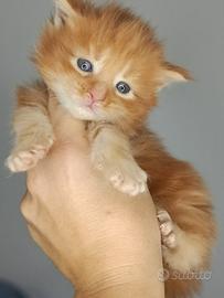 Cuccioli Maine coon
