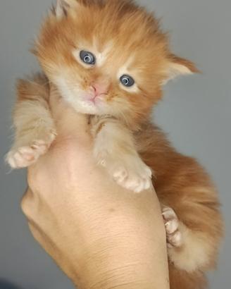 Cuccioli Maine coon