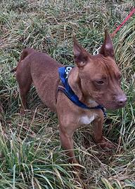 Simil cirneco Etna adozione