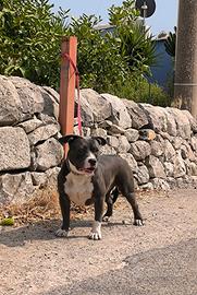 American Bully 