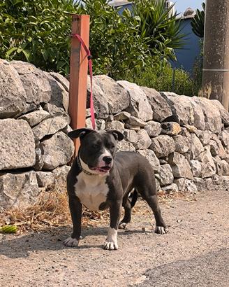 American Bully 