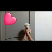 Cucciolo Maltipoo mini toy da borsetta