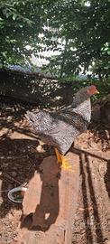Galli Olive Egger